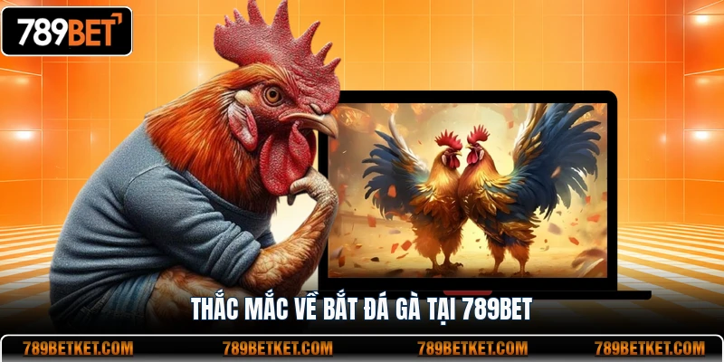 Thắc mắc về bắt đá gà tại 789BET